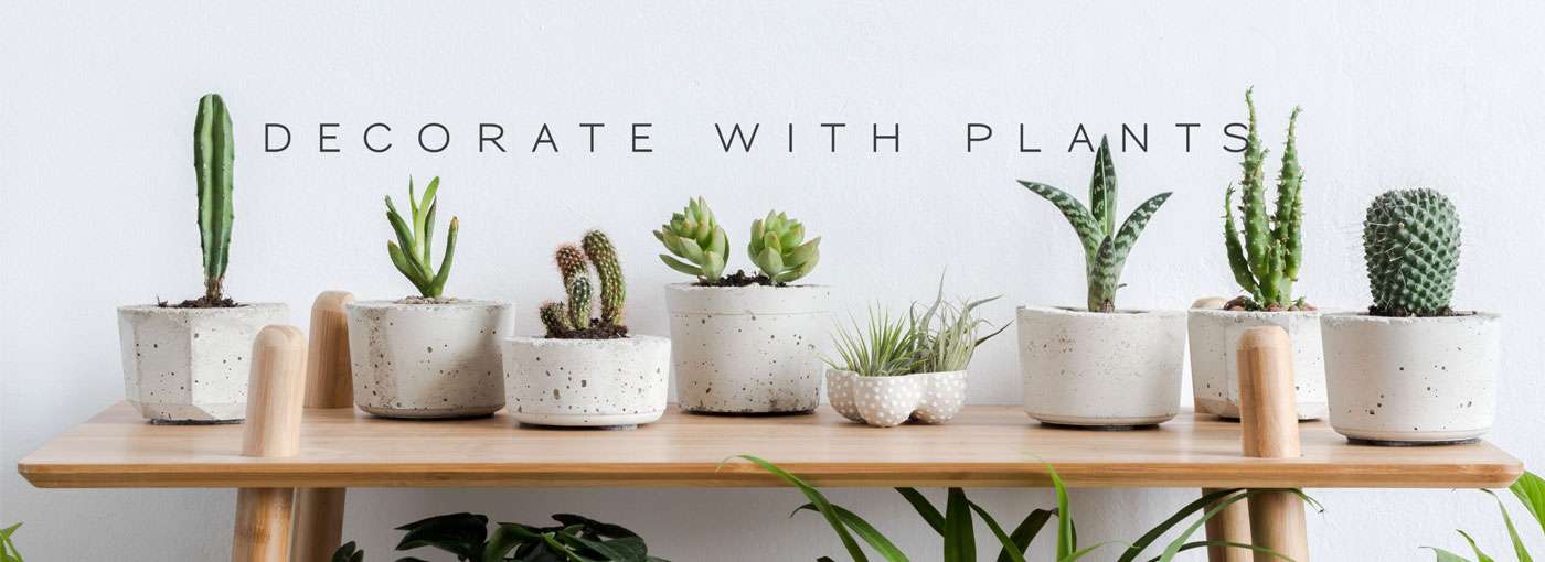 DECORATING WITH PLANTS WILL ALWAYS BE A TREND